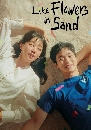 ����������� Like Flowers in Sand (2024) �͡����ѧ���¹���� 3 DVD ��������